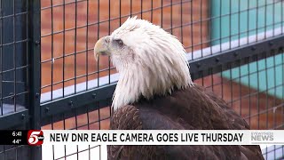 Eagle cam returns with new nest eagles [upl. by Ycnahc]