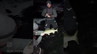 Catching WALLEYES on Early Ice walleye fishing icefishing [upl. by Airtemad671]