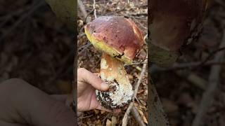 Super Pinicola🤩 porcini boletus mushroom funghi forest nature [upl. by Samale684]