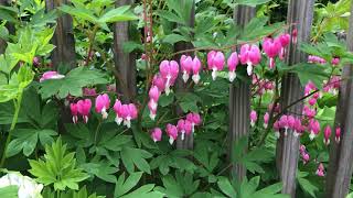 Bleeding heart plant care How to grow and care bleeding heartEp 1 [upl. by Demah]