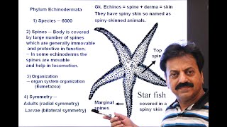 First Year  Chapter 10  Kingdom Animalia  Part 11  Phylum Echinodermata [upl. by Snebur]