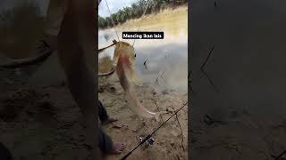 mancing ikan lais mancing shorts fishing ikanlais [upl. by Beacham391]