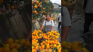 Fresh Beautiful Orange 🍊🍊 Fruit Harvest from Farm with Rural Farmer🤔 shorts satisfying [upl. by Eniarda]