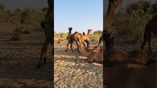 Camels full enjoying winter 🐫🐪😁 camels shorts [upl. by Animaj]