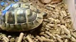 My baby Hermanns Tortoise [upl. by Etana786]