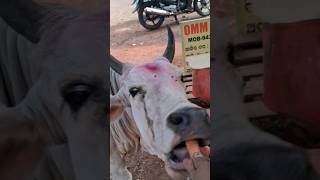 MAA❤️🐄ytshorts trending shortsfeed shortsviral shortsvideo youtubeshorts [upl. by Sillek816]