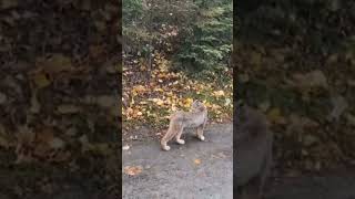 Bobcat music cat song trending wildcats fashiontrends tiktok shorts cute [upl. by Padget847]