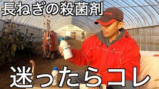 ヤバイくらい効く！オレ的長ネギの殺菌剤Best5 [upl. by Intyrb]