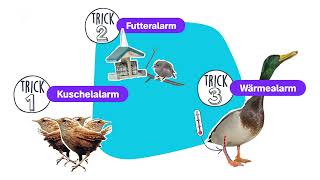 Wieso Vögel im Winter nicht frieren – logo erklärt – ZDFtivi [upl. by Milburn]