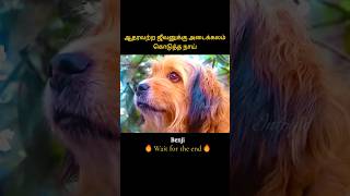 Dogs unconditional love saved a poor life  ஆதரவற்ற ஜீவனுக்கு அடைக்கலம் கொடுத்த நாய்  Infogle [upl. by Ysdnyl]