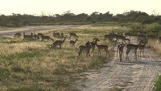 VR Wildlife Safari trip  Photos of Africa livestreamnature PhotosofAfrica 360ImageFilm [upl. by Bohlen]