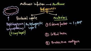 Bacillus anthracis pathogenesis [upl. by Aryajay40]