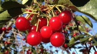 SHAKING CHERRIES OFF THE TREE [upl. by Alrad290]