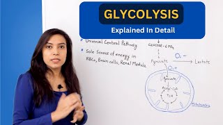 Glycolysis Pathway Explained  biochemistry [upl. by Cohby]