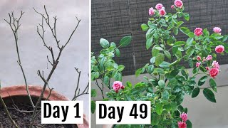 Heres How I Saved My Dying Rose Plant [upl. by Alvord]