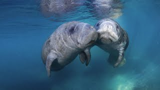 Florida Travel How to Swim With Manatees in Crystal River [upl. by Mcferren464]