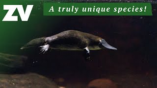 One of the worlds strangest animals  the Platypus [upl. by Anayeek541]