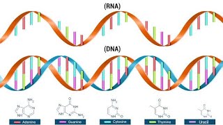 LUCIFERASE DEACTIVATOR RNA DNA HEALING [upl. by Estelle158]