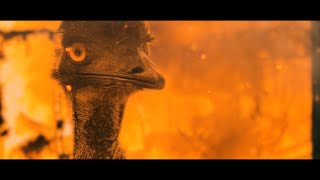 1932 The Great Emu War  Official Trailer [upl. by Denni703]