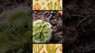 Drosera Burmannii plantacarnivora plantas carnivorusplants [upl. by Neillij742]