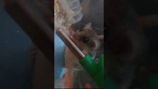 New pets Dormouse [upl. by Sheya]