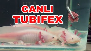 Tubifex Nasıl Verilir Axolotl Besleme [upl. by Miru440]