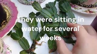 Christmas Cactus Plant Care  How to Propagate Zygocactus from Cuttings in Water [upl. by Peednama484]