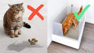 5 Weird Reasons Why Your Cat Wont Use Litter Box [upl. by Inilam]