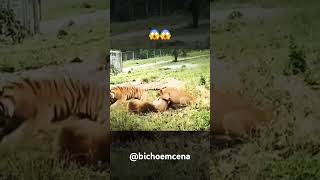 Ataque Leão vs Tigre😱 felinos mundoanimal tigre leão lion tiger felinefacts [upl. by Ived]