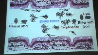 DrAzza  Protozoa 2 Balantidium coli \Giardia lamblia [upl. by Carol-Jean]