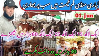 lyari Bakra mandi latest update 01jun2024 bakra mandi goat farm visit gulabi kamor Qurbani2024 [upl. by Hseham]