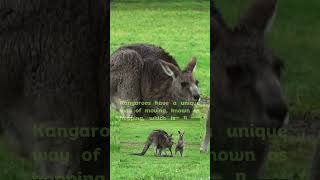 What is the scientific name of the Kangaroo kangaroo [upl. by Ryan]