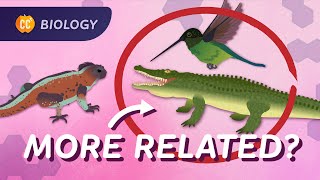 Phylogeny How Were All Related Crash Course Biology 17 [upl. by Nuhsar]