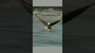 the best Bald eagle hunting fish [upl. by Nagirrek]