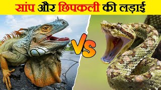 जब Iguana और Racer Snakes के बीच हुआ घमासान  Fight between Iguana and Racer Snakes [upl. by Notwen927]