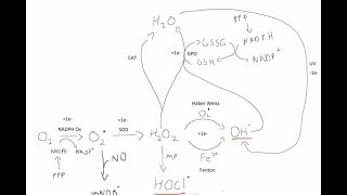 Oxidative Burst and ROS [upl. by Keemahs376]