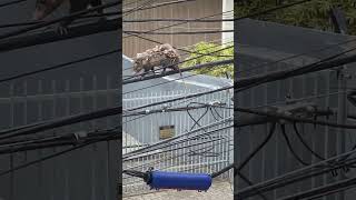 Incredible Mama Possum Carries Her Kids Across Wire [upl. by Duval]