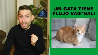 ¿Es normal que mi gata tenga flujo vagnal [upl. by Aislehc]