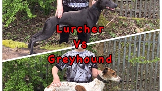 Greyhound Vs Lurcher who is faster a greyhound or Lurcher fastest dogs in the world top 10 dogs [upl. by Hara]