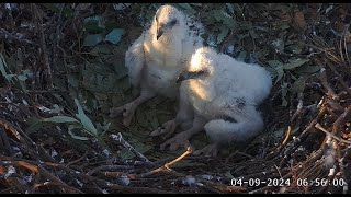 Sea EagleCAM Bielik białobrzuchy Sydney  SE33 amp SE34 czekają na śniadanie 2024 09 04 [upl. by Olegnaed]