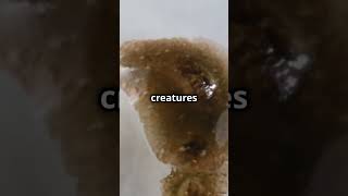 Flatworms can Regenerate their Body  wildlife animal amazingwildlife shorts sciencefacts [upl. by Aihn]