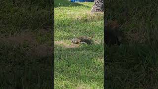 South Florida Iguana eating iguana florida [upl. by Pasco5]