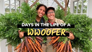 Days in the life of a WWOOFer  My WWOOFing experience [upl. by Rocca]