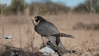 falconry a peregrine falcon story Shaheen  the majestic peregrinefalcon [upl. by Gehlbach442]