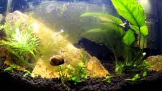 Nerite Snail time lapse [upl. by Sinnylg]