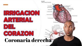 IRRIGACION DEL CORAZON CORONARIA DERECHA [upl. by Murat]