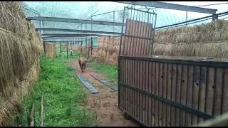 Indias first interstate tiger relocation Kanha tiger walks into Satkosia Tiger Reserve [upl. by Jezrdna]