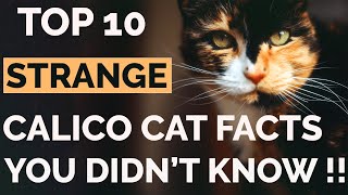 Top 10 Calico Cat Facts That Will Amaze You   Calico Cat Personality [upl. by Harmon]