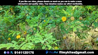 Flowers  215  Sweet acacia  Vachellia farnesiana [upl. by Kowal943]