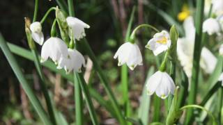 Märzenbecher  Leucojum vernum  Spring Snowflake [upl. by Petrick]